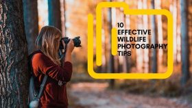 10 Essential Wildlife Photography Tips | Wildlife Photography Update Tips