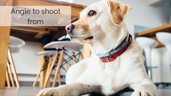 Pet Photography Tips And Techniques For Beginners