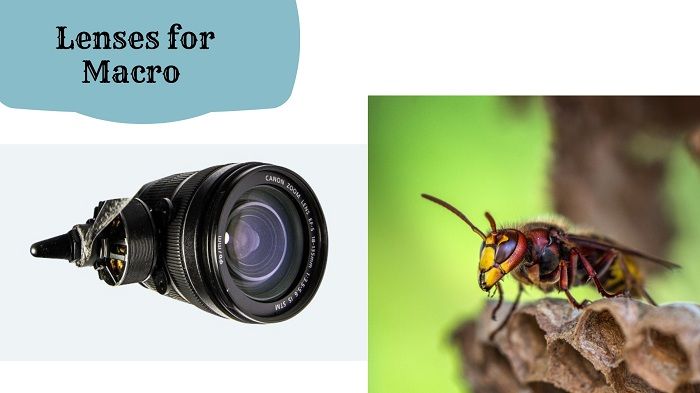 Macro Photography Techniques and Tips | Best Macro Photography Hacks